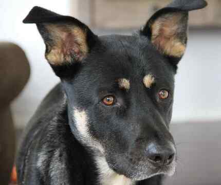 Medium Photo #3 Shepradors Puppy For Sale in BERRY HILL, TN, USA