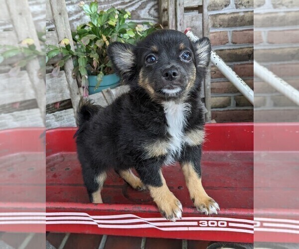 Medium Photo #5 Chihuahua Puppy For Sale in LEBANON, PA, USA