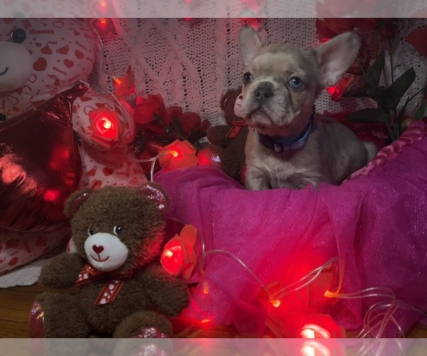 Medium Photo #12 French Bulldog Puppy For Sale in NEW BEDFORD, MA, USA