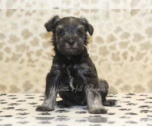 Schnauzer (Miniature) Puppy for sale in DENVER, PA, USA