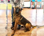 Small #2 German Shepherd Dog Mix