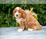 Puppy Roscoe Cavapoo