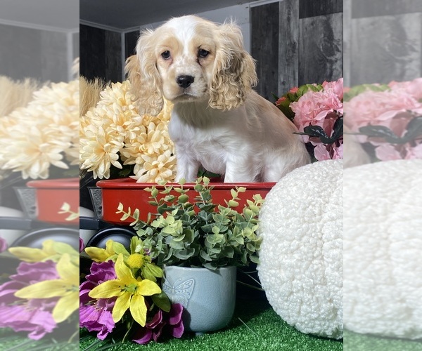 Medium Photo #5 Cocker Spaniel Puppy For Sale in CANOGA, NY, USA