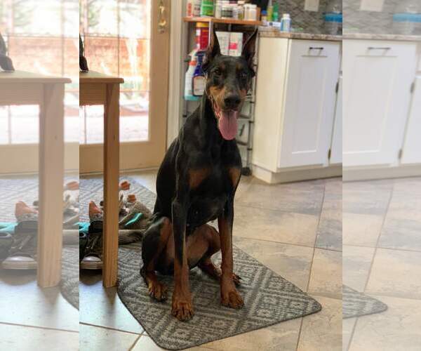Medium Photo #16 Doberman Pinscher Puppy For Sale in Minneaoplis, MN, USA