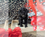 Small Photo #9 Bernedoodle (Miniature) Puppy For Sale in SPARTA, MO, USA