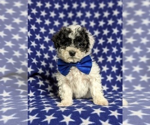 Bichon Frise-Bichpoo Mix Puppy for sale in NOTTINGHAM, PA, USA