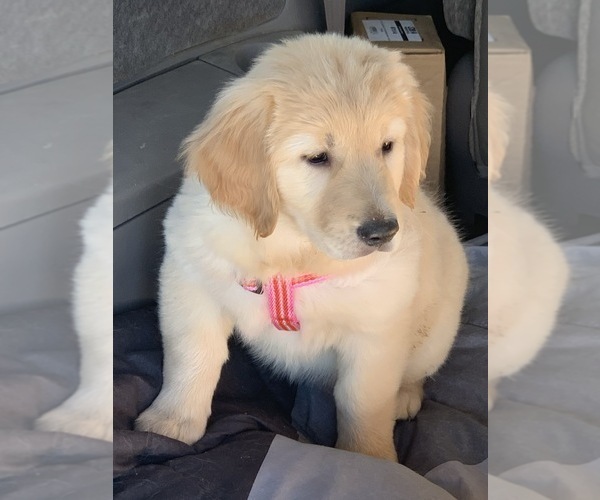 Medium Photo #12 Golden Retriever Puppy For Sale in MERCED, CA, USA