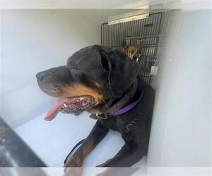 Rottweiler Dogs for adoption in Houston, TX, USA