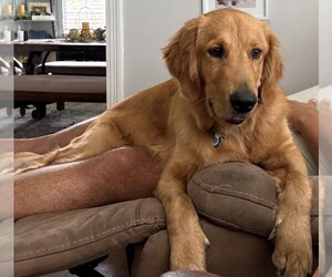 Father of the Goldendoodle puppies born on 05/25/2026