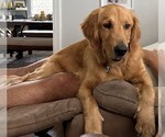 Small Photo #1 Goldendoodle Puppy For Sale in HARTFORD, AL, USA