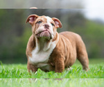 Small #10 Bulldog