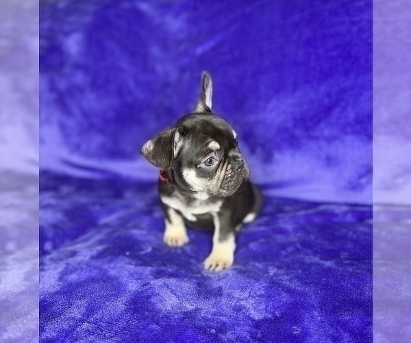 Medium Photo #6 French Bulldog Puppy For Sale in KENNESAW, GA, USA