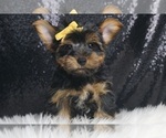 Puppy Arlo Yorkshire Terrier