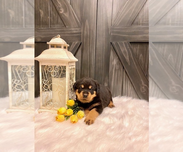 Medium Photo #2 Rottweiler Puppy For Sale in SHREVE, OH, USA