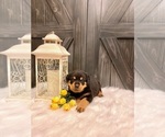 Small Photo #2 Rottweiler Puppy For Sale in SHREVE, OH, USA