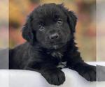 Book Pup - Mighty Jack - Adopted! - Male Labrador Retriever-Unknown Mix Dog for Adoption - Small photo