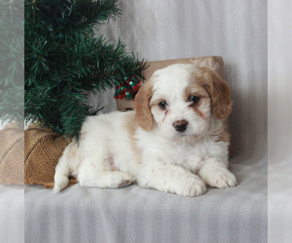 Medium Photo #5 Cavachon Puppy For Sale in GAP, PA, USA
