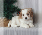Small Photo #5 Cavachon Puppy For Sale in GAP, PA, USA