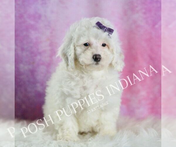 Medium Photo #2 Poodle (Miniature) Puppy For Sale in WARSAW, IN, USA