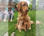 Small Photo #1 Goldendoodle Puppy For Sale in SHERIDAN, MI, USA