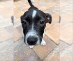 Small #5 Jack Russell Terrier-Labrador Retriever Mix