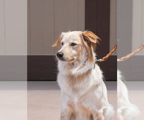 Medium Photo #4 Great Pyrenees-Unknown Mix Puppy For Sale in Lake Forest, CA, USA