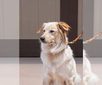 Small #3 Great Pyrenees Mix