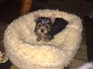 Father of the Yorkshire Terrier puppies born on 05/19/2017