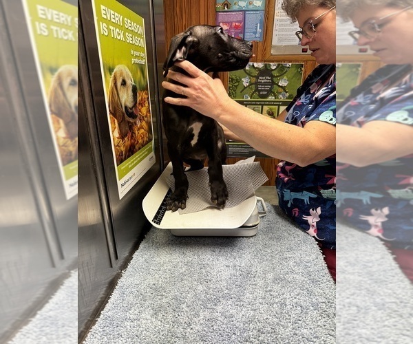 Medium Photo #15 Great Dane Puppy For Sale in ALIQUIPPA, PA, USA