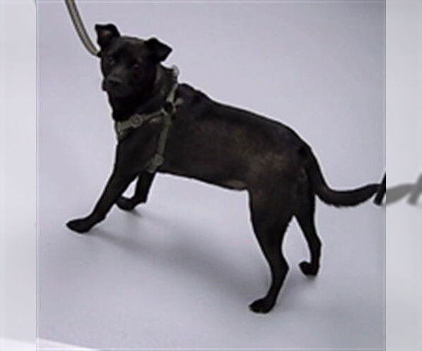 Medium Photo #1 Mutt Puppy For Sale in St. Cloud, FL, USA