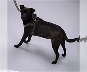 Mutt Dogs for adoption in St. Cloud, FL, USA