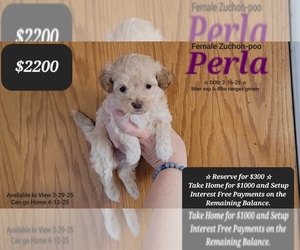 Poodle (Toy)-Zuchon Mix Puppy for sale in TUCSON, AZ, USA