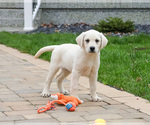 Small #5 Labrador Retriever