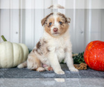Puppy Toby Australian Shepherd
