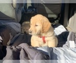 Small Photo #32 Golden Retriever Puppy For Sale in MERCED, CA, USA