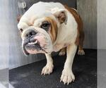 Small Bulldog