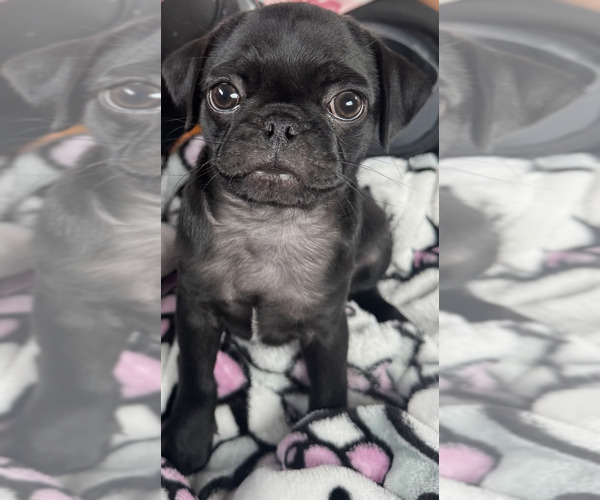 Medium Photo #1 Pug Puppy For Sale in RICHMOND, TX, USA