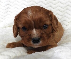 Medium Cavalier King Charles Spaniel