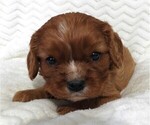 Small Cavalier King Charles Spaniel