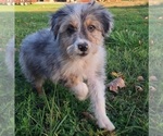 Puppy Janner Aussiedoodle-Australian Shepherd Mix
