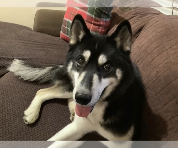 Medium Photo #9 Huskies -Unknown Mix Puppy For Sale in Rockville, MD, USA