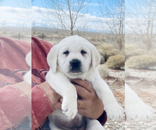 Medium Photo #5 Labrador Retriever Puppy For Sale in PALMDALE, CA, USA