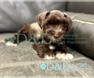 Schnauzer (Miniature) Puppy for sale in RIPLEY, MS, USA