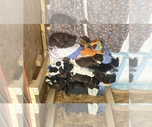 German Shorthaired Pointer Puppy for Sale in LEWISTON, New York USA