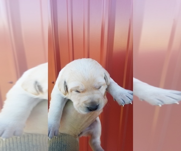 Medium Photo #9 Labrador Retriever Puppy For Sale in CATO, NY, USA