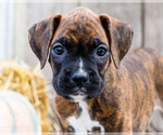 Small #1 Boxer