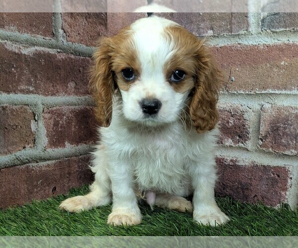 Medium Photo #8 Cavalier King Charles Spaniel Puppy For Sale in MOBERLY, MO, USA