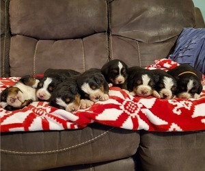 Medium Bernese Mountain Dog