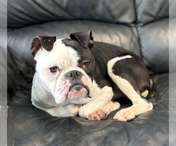 Medium Photo #3 Bulldog-Unknown Mix Puppy For Sale in Spring Lake, NJ, USA