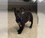 Small #1 Mutt